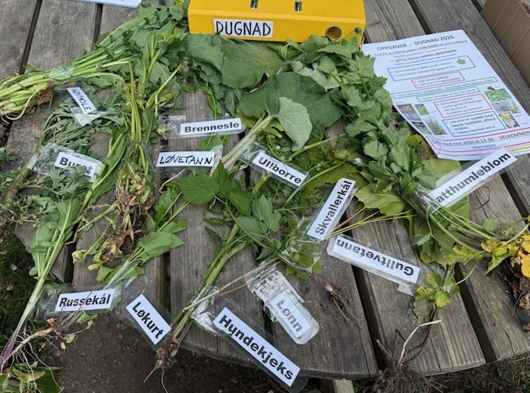 Deltakere luker og rydder i Smestadparken